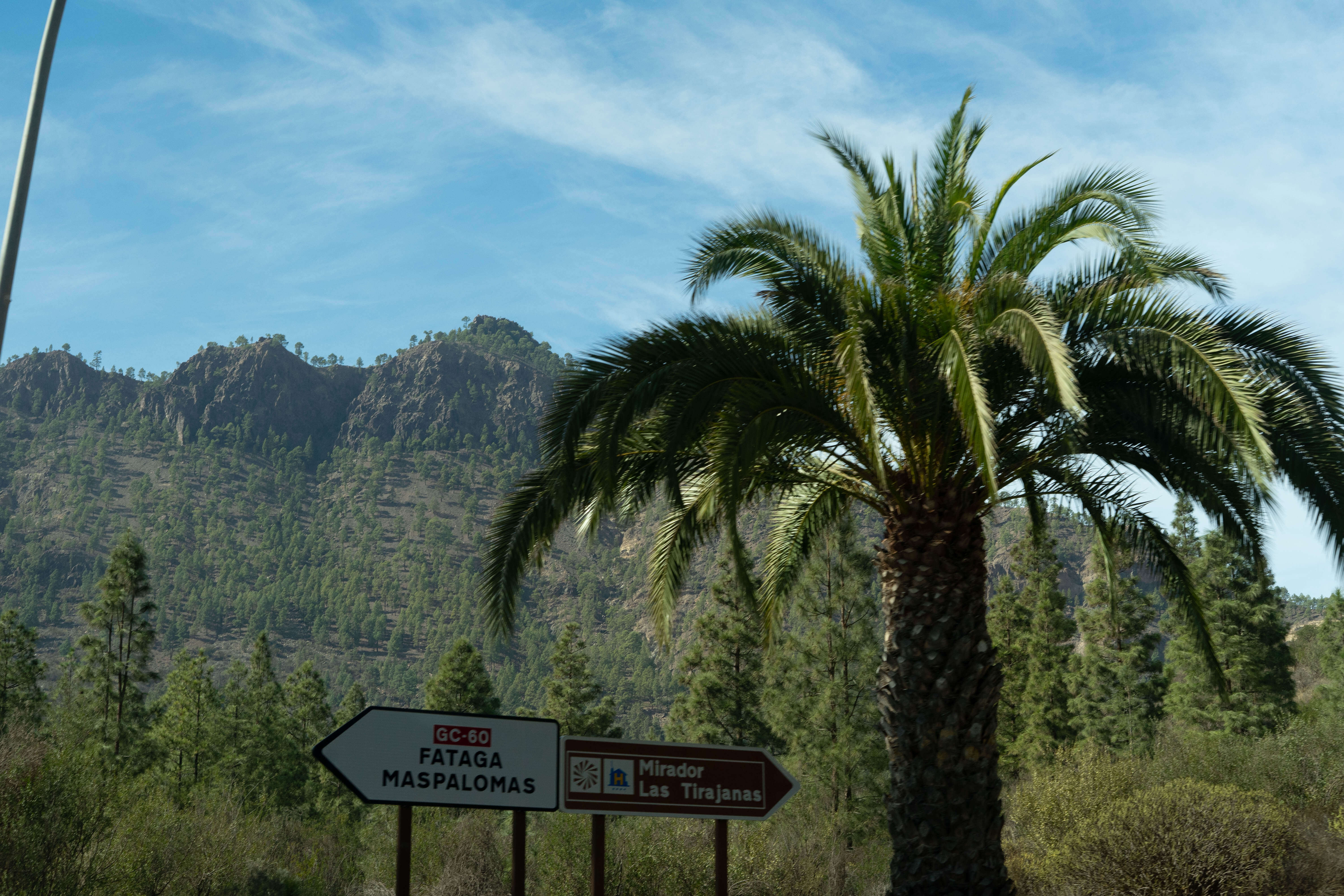 Palma na tle obrośniętych gór
